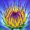 wenwhocci's Avatar